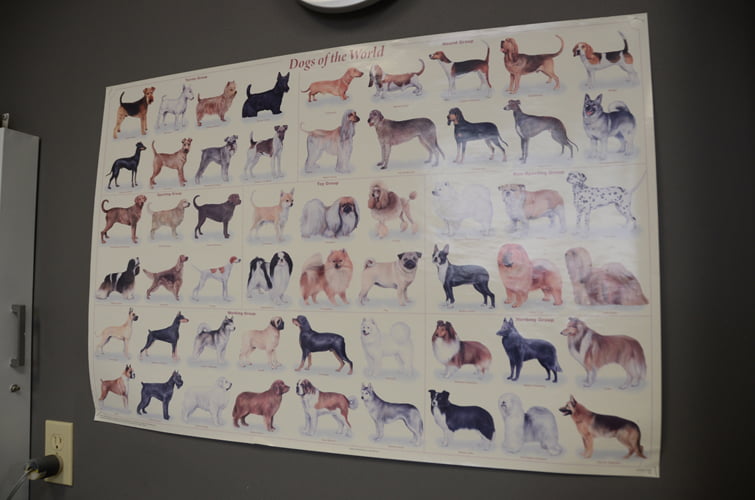 Mt_Carroll_Veterinary_Clinic_24